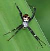 Argiope caledonia